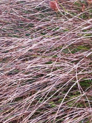 Oreojuncus trifidus
