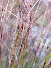 Oreojuncus trifidus