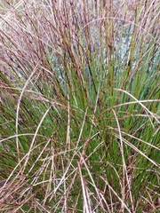 Oreojuncus trifidus