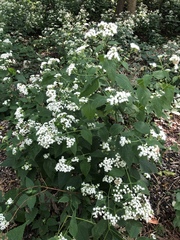 Ageratina altissima