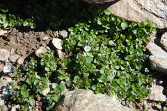 Veronica telephiifolia