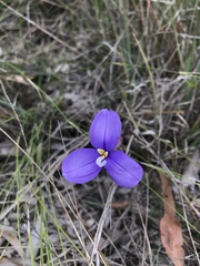 Patersonia occidentalis occidentalis