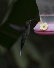 Phaethornis guy emiliae