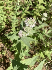 Pycnanthemum californicum
