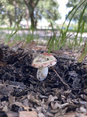 Russula