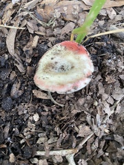 Russula