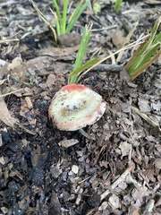 Russula