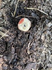 Russula