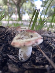 Russula