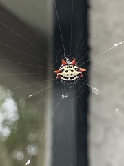 Gasteracantha cancriformis