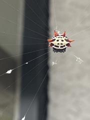 Gasteracantha cancriformis