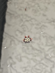 Gasteracantha cancriformis