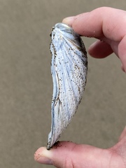 Mactromeris catilliformis