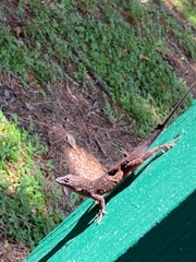 Anolis sagrei