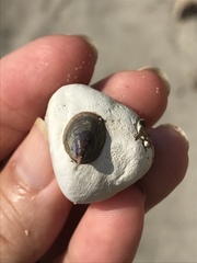 Crepidula adunca