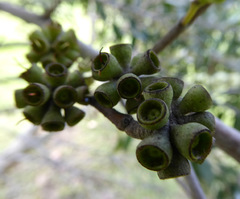 Eucalyptus ligustrina