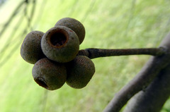 Eucalyptus ligustrina