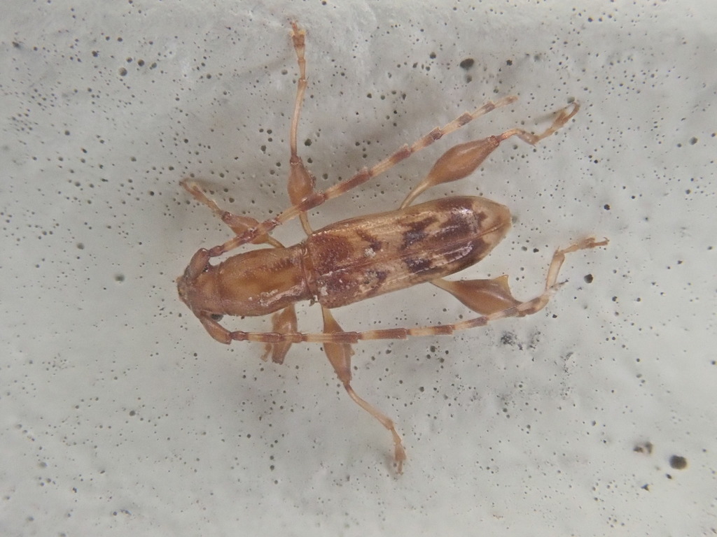 Plectromerus dentipes