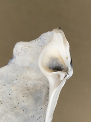 Mactromeris catilliformis