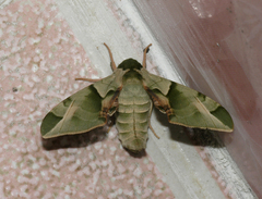 Callambulyx tatarinovii