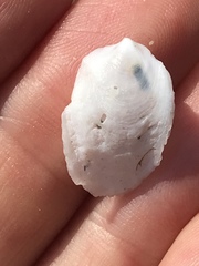 Crepidula nummaria