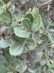 Apodytes abbottii