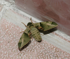 Callambulyx tatarinovii