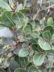 Apodytes abbottii