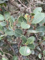 Apodytes abbottii