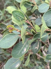Apodytes abbottii