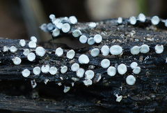 Diderma hemisphaericum