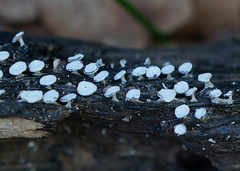 Diderma hemisphaericum