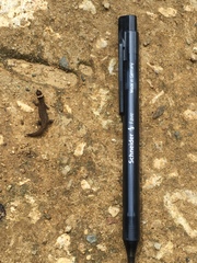 Lepidoblepharis sanctaemartae