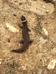 Lepidoblepharis sanctaemartae