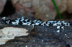 Diderma hemisphaericum