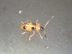 Cornulactica varicornis