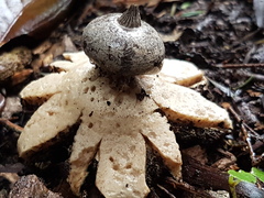 Geastrum pectinatum