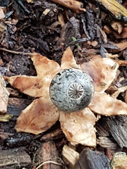 Geastrum pectinatum