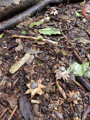 Geastrum pectinatum