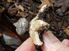 Geastrum pectinatum