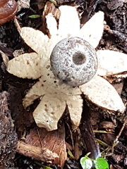 Geastrum pectinatum