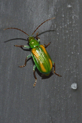 Diabrotica porracea