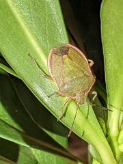 Chlorochroa