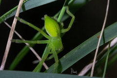 Neosparassus patellatus