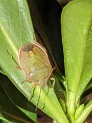 Chlorochroa