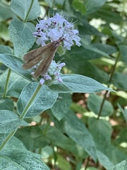 Pycnanthemum californicum
