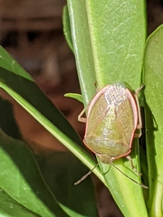 Chlorochroa