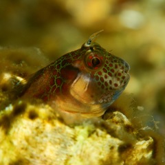 Hypsoblennius brevipinnis