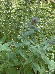 Pycnanthemum californicum