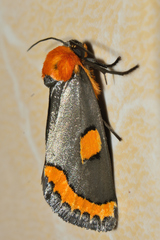 Chrysoecia morga